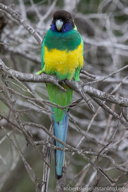 australian ringneck